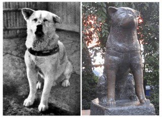 O verdadeiro Hachiko e sua escultura em bronze