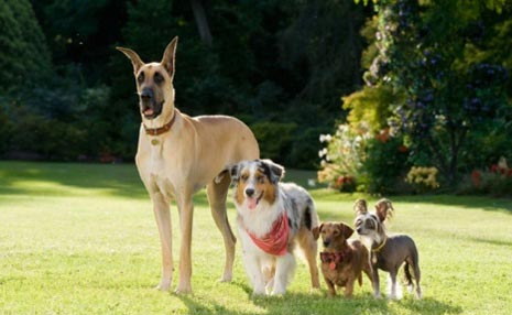 Marmaduke e seus amigos