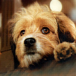 Benji Benji