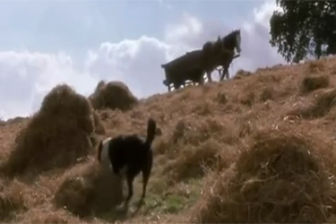 A Revolução dos Bichos