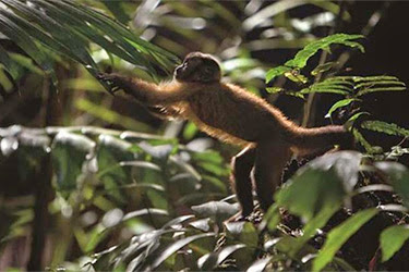 Amazônia