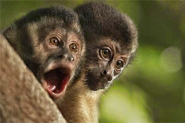 Amazônia