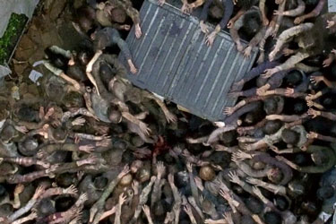 The Walking Dead