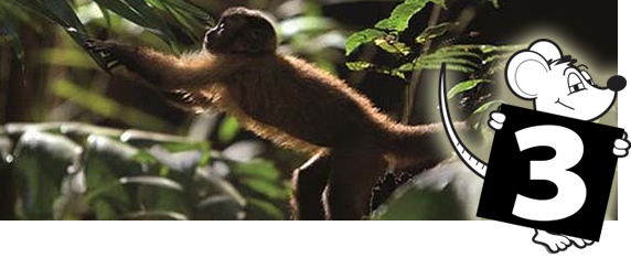 Amazônia